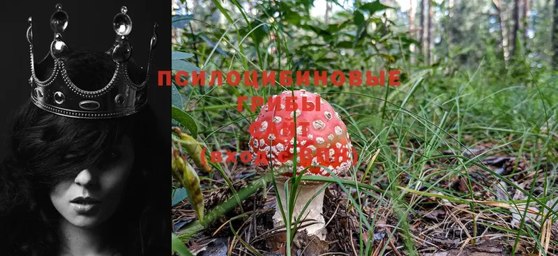 где купить наркоту  Нижняя Салда  Галлюциногенные грибы Magic Shrooms 